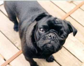 View from the top looking down at the dog - A black Pug that is standing on a wooden porch looking up. Its round, wrinkly head is tilted to the right.