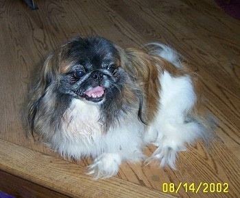 A white with brown and black Pekingese is sitting on a wooden step and it is looking to the left. Its mouth is open.