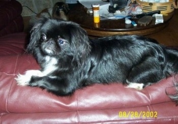 Left Profile - A black with white Pekingese is laying across a red leather couch.