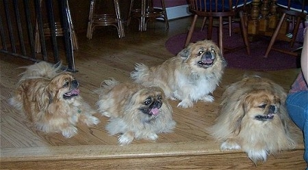 Four brown with white and black Pekingese dogs are laying and sitting on a wooden step. There mouths are open and tongues are out. There is a person sitting on the step next to them.