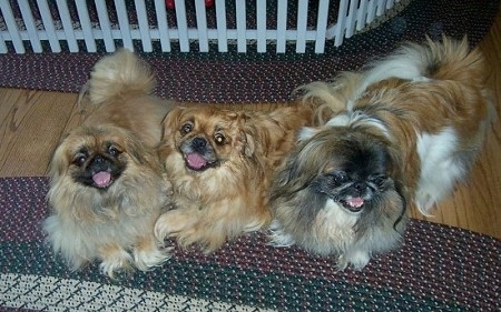 Three Pekingese dogs are laying on a rug, two of the Pekingese are looking up at the camera and the one on the right is looking to the right.