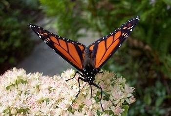 Monarch Butterfly on flowers