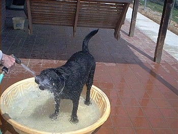 A black Labrador is standing in a light yellow kiddie pool of water  being sprayed by a water hose that a person is holding.