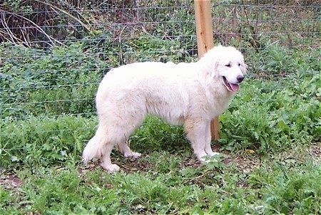 pyrenees mountain dog. (Pyrenean Mountain Dog)