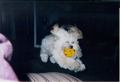 Quigley the Lhasa Apso coming down from a jump with a yellow toy in its mouth