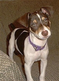 Front side view - A white and black with tan Rat Terrier puppy is standing on a couch and it is looking forward. Its head is slightly tilted to the left and it has triangular ears that fold over to the front.
