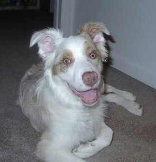 The front right side of a red merle Australian Shepherd puppy that is laying across s carpet with its mouth open and it is looking forward.