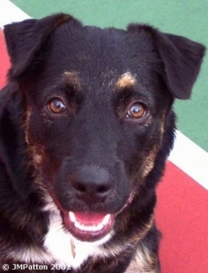 Close up - A black with brown and white Shepherd/Shar-Pei mix dog is standing on a surface, it is looking forward, its mouth is open and it looks like it is smiling. It has small v-shaped ears and brown eyes.