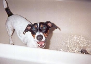 Top down view of a white with black and brown Rat Terrier dog that is standing in a white bath tub of water, it is looking up, its mouth is open and it looks like it is smiling.