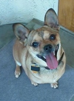 Close up - Top down view of a tan with brown Chihuahua mix dog sitting at the top of a staircase, it is looking up, its mouth is open, its tongue is out and it looks like it is smiling.