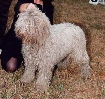 Front side view - A thick, curly coated, tan Spanish Water Dog is standing across brown grass at a dog show. Kneeling behind the dog is a lady inspecting its hair.
