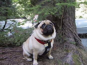 A tan with black wrinkly faced Pug is sitting next to and under the shade of a tree. The Pug is looking up and to the right.