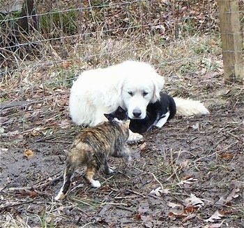 A Great Pyrenees is laying in front of a wire fence and under its neck is a black and white cat and another calico cat is walking towards them