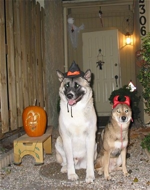 An Akita and A Shiba Inu are sitting in front of a house next to a jack-o'-lantern. The Akita Inu is wearing a witch hat and the Shiba Inu is wearing devil horns