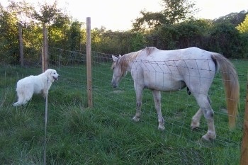 A Great Pyrenees is standing on the opposite side of a wire fence. There is a horse walking along the other side of the fence