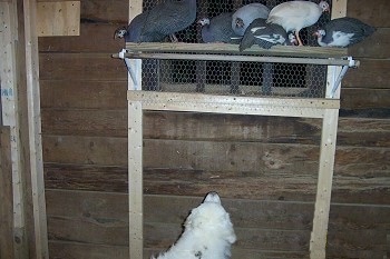 A Great Pyrenees is sitting under seven Guinea Fowl that are perched on a window sill inside of a chicken coop