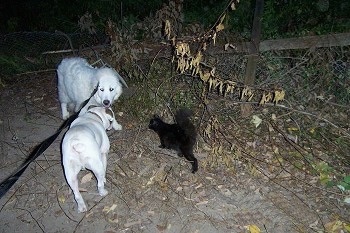 A Great Pyrenees is standing on a dirt path with a white with brown Bulldog and black cat  who are both walking towards him.