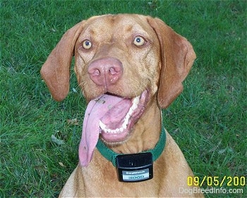 Close up head shot - Top down view of a red Vizsla that is sitting in grassm it is looking up, its mouth is open, its tongue is hanging to the left side of its mouth and it looks like it is smiling. There is pieces of grass on its long tongue and the dog has light brown eyes.