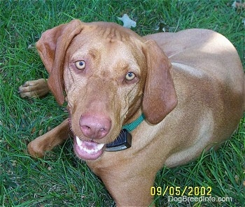 Top down view of a red Vizsla that is sitting in grass, its mouth is open and it looks like it is smiling. It is looking up. It has light golden brown eyes.