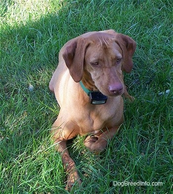 Vizsla Puppy Dogs