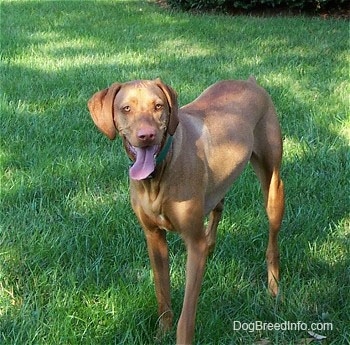 Vizsla Puppy Dogs