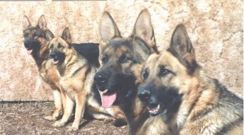 Two German Shepards are sitting in front of a stone wall outside. Overlayed on the left is a cut out zoomed in version of the two German Shepherds heads.