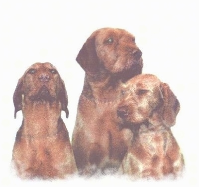 Front view upper body shot of three red Wirehaired Vizslas