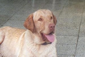 A yellow Labrador Retriever is laying on a gray tiled floor and it is looking to the left. Its mouth is open and tongue is out.
