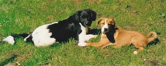 A black with white Stabyhoun dog and a brown with white Austrian Pinscher dog are laying face to face in grass