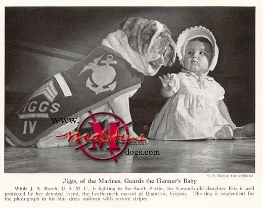 A black and white picture of the right side of a Bulldog that is wearing a military jacket sitting next to a baby and it is wearing a jacket.