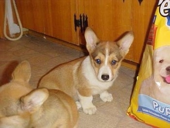 Welsh+corgi+puppy+sleeping