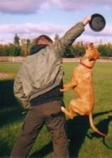 Cyrus the Pit Bull is using his owners body to get up to a black frisbee