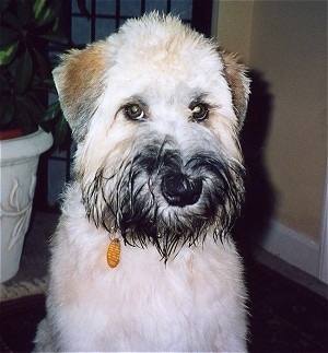 Close up - A tan with brown and black Soft Coated Wheaten Terrier is sitting on a rug and it is looking forward. It has black hair around its mouth and a black nose.