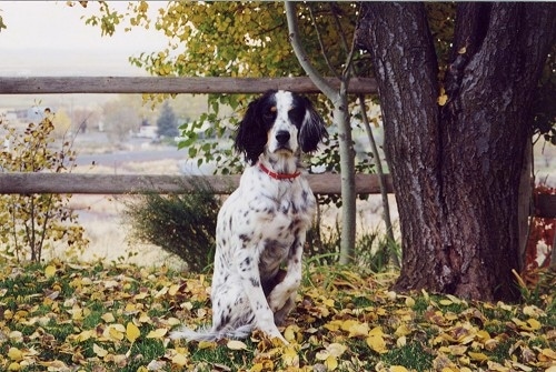 A black and white with tan Llewellin Setter is sitting in grass that is covered in fallen yellow leaves next to a large tree and in front of a wooden split rail fence.