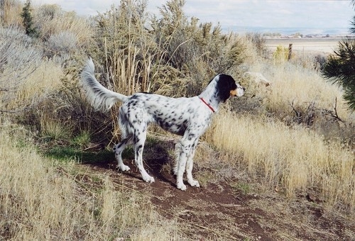 A black and white with tan Llewellin Setter is standing in dirt and is surrounded by tall brown grass with a sandy beach in the distance.