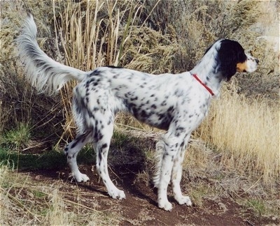 Right Profile - A white, tan and black ticked Llewellin Setter is standing in dirt next to tall brown grass.