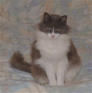 Emma the Siamese Persian Cat is sitting on a human's bed that has a pastel flowered comforter and looking towards the camera holder