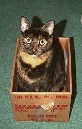 nayla the Tortoiseshell Cat is sitting in a brown cardboard box which is sitting on a green rug and looking up at the camera holder