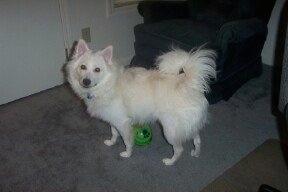 The left side of a white American Eskimo puppy that is standing across a carpet, in front of a recliner, and it has a green ball under it