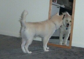 The right side of a white American Eskimo Puppy that is looking at itself in a mirror