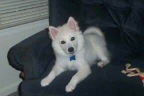 The front left side of a white American Eskimo Puppy that is laying on a couch across from a frog toy