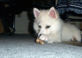 The front left side of a white American Eskimo Puppy that is laying on carpet with a dog bone under its paw.