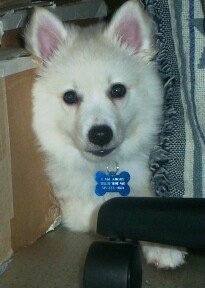 Close up - A white American Eskimo Puppy is laying next to a chair, with a blanket draped over it, which is next to a box