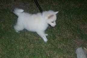 The right side of a white American Eskimo Puppy that is playing around on the grass with a leash on