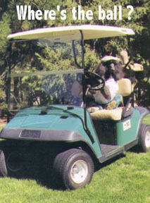 A golf cart with a Poodle wearing a golf hat in it. The words - Where's The Ball? - are over the golf cart