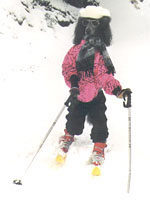 A Black Poodle is standing on its hind legs wearing a ski suit. It is also in skis. It is wearing sunglasses and a hat as well.