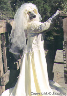 A White Poodle is standing on her hind legs on a porch. She is wearing a wedding dress and looking to the right