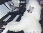 A white Poodle has its front paws on the piano keys and is looking to the left