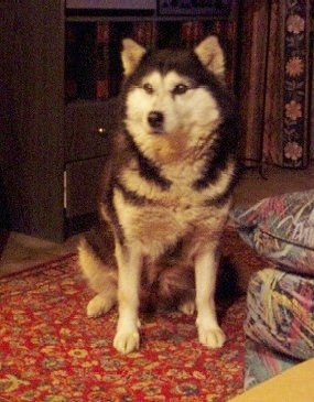 A black with white Alaskan Malamute is sitting on a rug and next to a colorful sofa