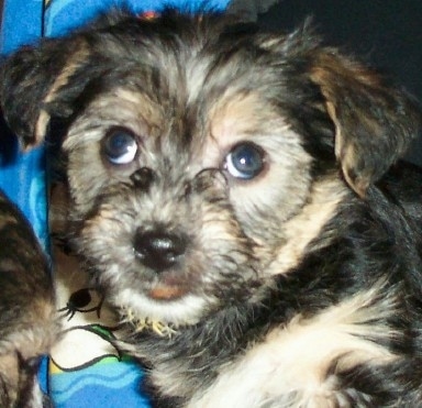 Close Up - Kajsa-Pajsa the Bichon Yorkie puppy standing next to a 101 Dalmatian indoor doghouse